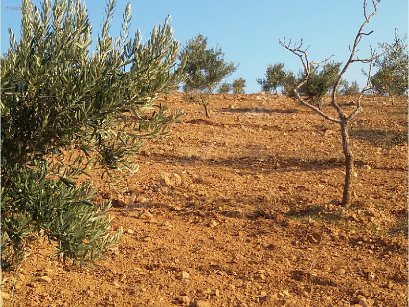 Yola cepheli fıstık zeytin bahçesi
