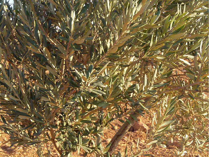 Yola cepheli fıstık zeytin bahçesi