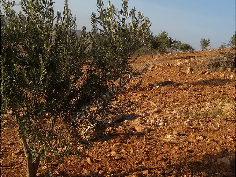 Yola cepheli fıstık zeytin bahçesi