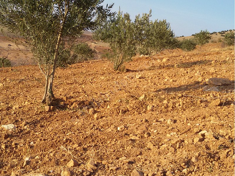 Yola cepheli fıstık zeytin bahçesi