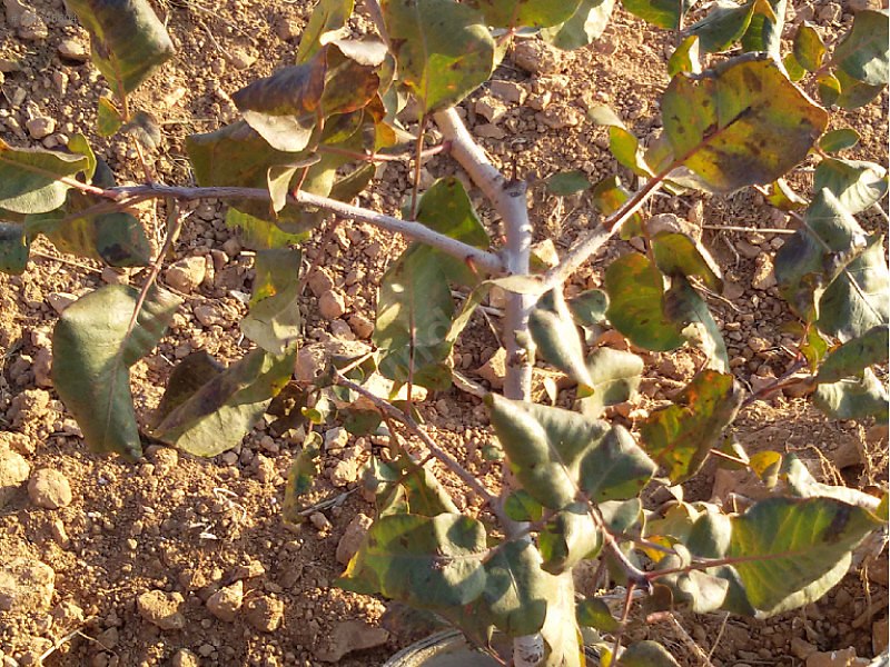 Yola cepheli fıstık zeytin bahçesi