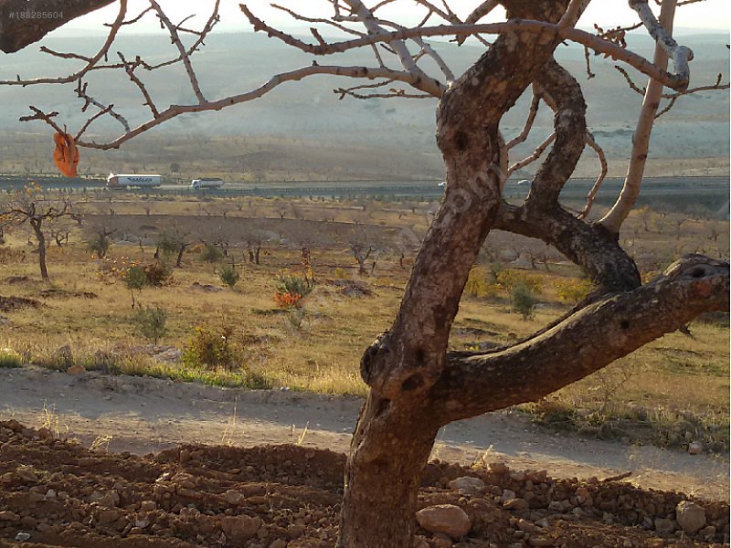 Yola cepheli fıstık zeytin bahçesi