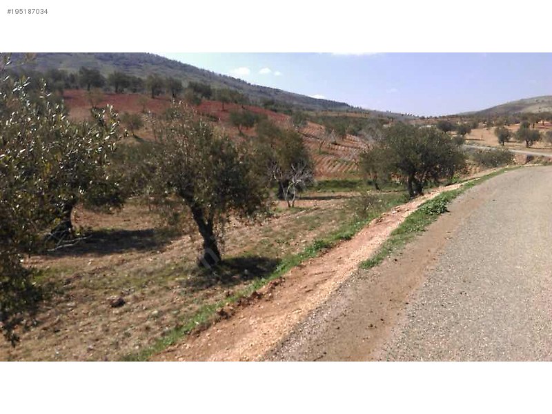 Sahibinden satılık asfalt üstü zeytin ve fıstıklık 917 mtre