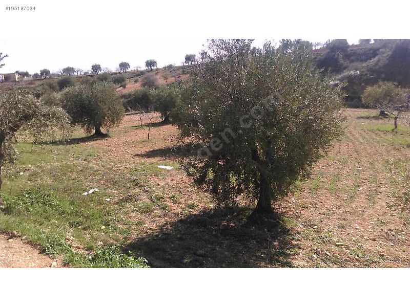 Sahibinden satılık asfalt üstü zeytin ve fıstıklık 917 mtre
