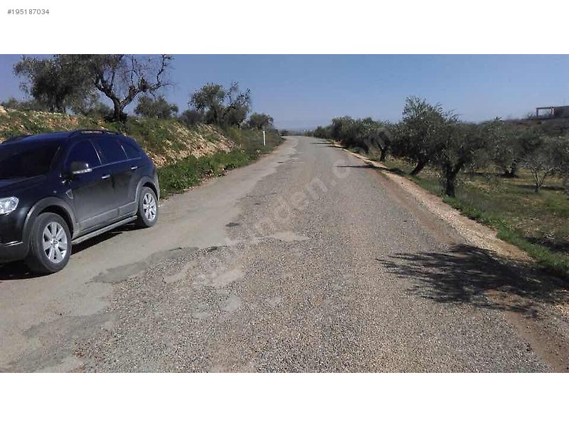 Sahibinden satılık asfalt üstü zeytin ve fıstıklık 917 mtre