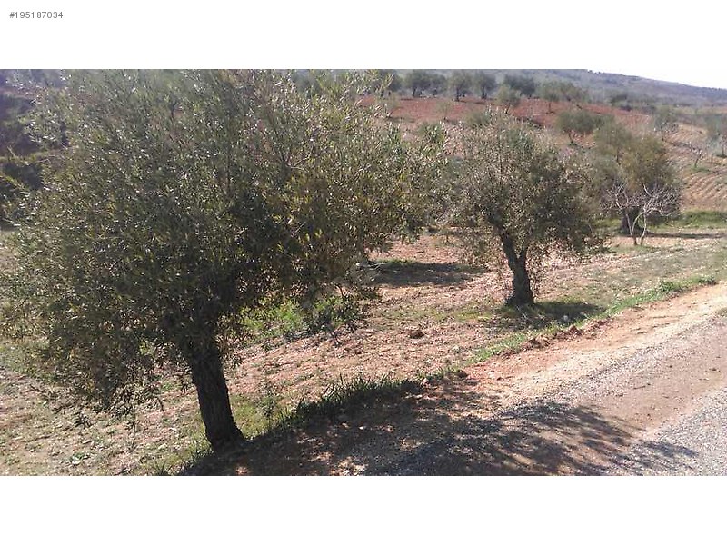 Sahibinden satılık asfalt üstü zeytin ve fıstıklık 917 mtre