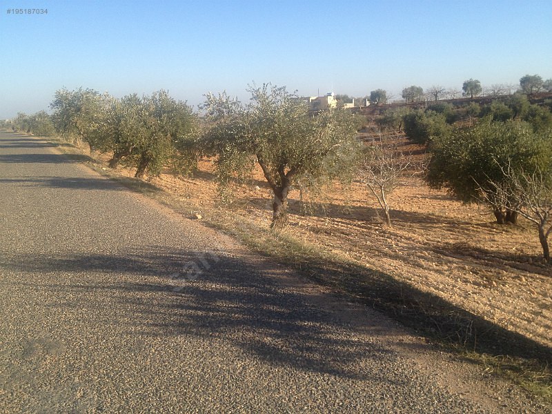 Sahibinden satılık asfalt üstü zeytin ve fıstıklık 917 mtre