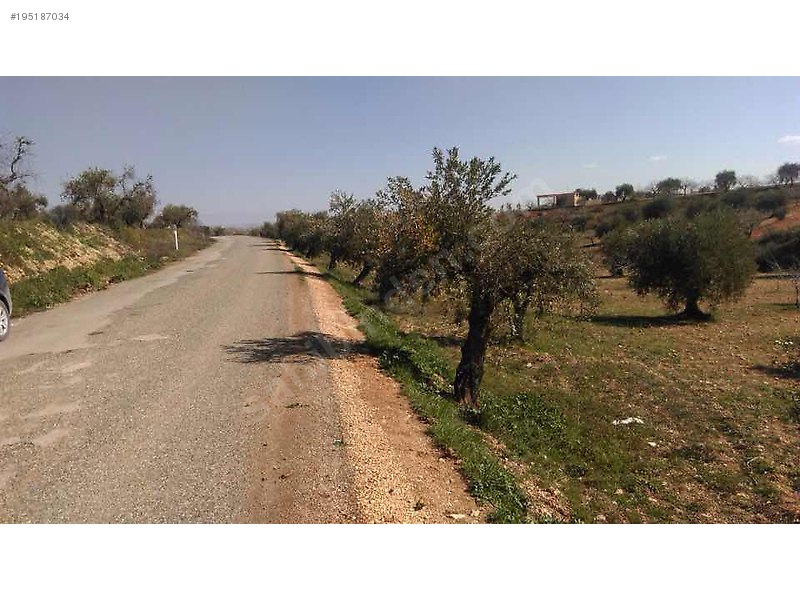 Sahibinden satılık asfalt üstü zeytin ve fıstıklık 917 mtre