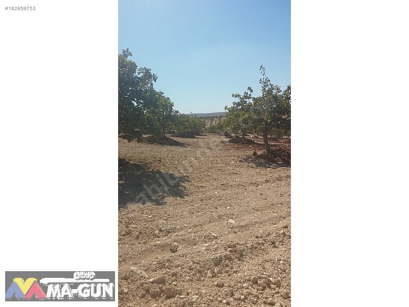 400 Adet FISTIK, AĞAÇLARI BÜYÜK, BAKIMLI, NİZAMİ, BARANLI
