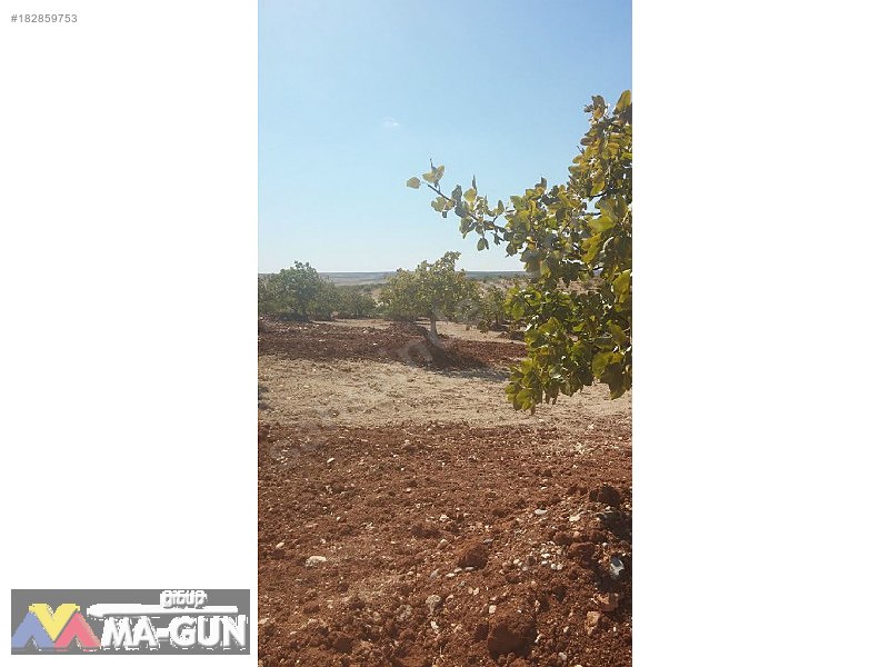 400 Adet FISTIK, AĞAÇLARI BÜYÜK, BAKIMLI, NİZAMİ, BARANLI
