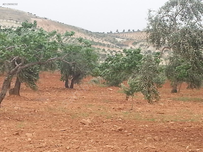 Sahibinden kocatepe de satlik mahsullu zeytinlik bakmadan geçme!