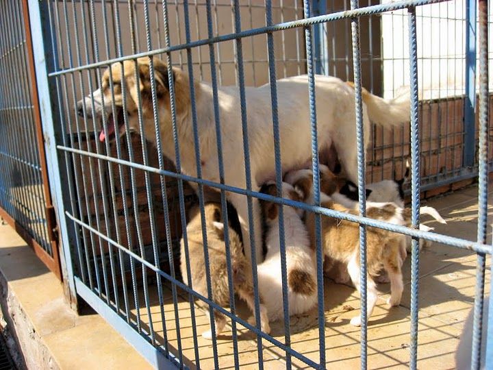 Büyükşehir, nizip'teki köpek barinağini iyileştirecek Büyükşehir, nizip'teki köpek barinağini iyileştirecek