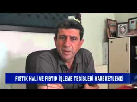 Fistik hali ve fistik işleme tesisleri hareketlendi