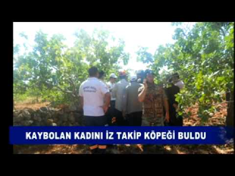 Kaybolan kadini iz takip köpeği buldu