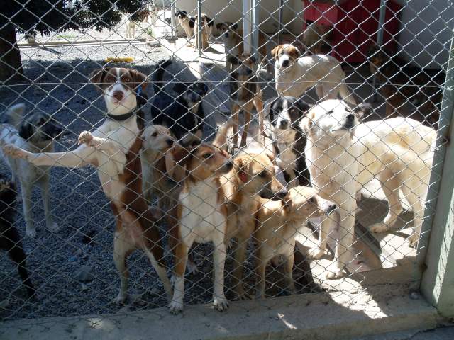 Köpek barinaği bakima alindi