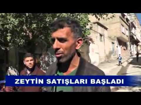Zeytin satişlari başladi