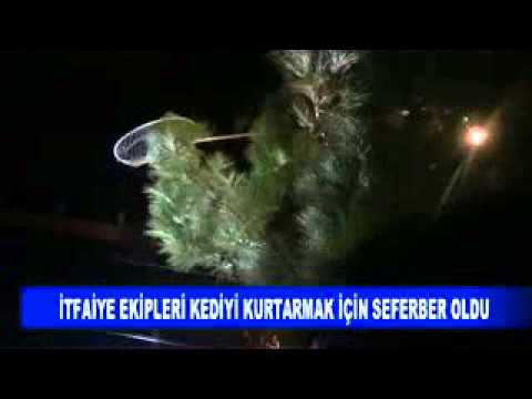 Itfaiye ekipleri kediyi kurtarmak için seferber oldu