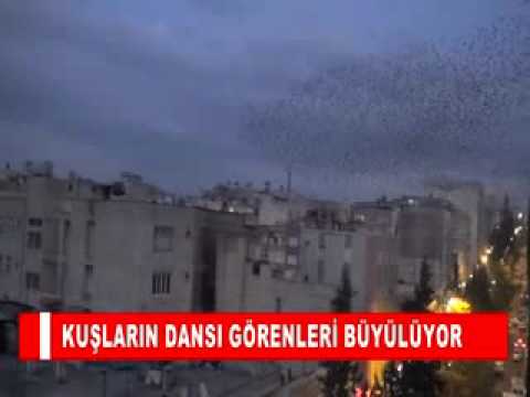 Kuşlar