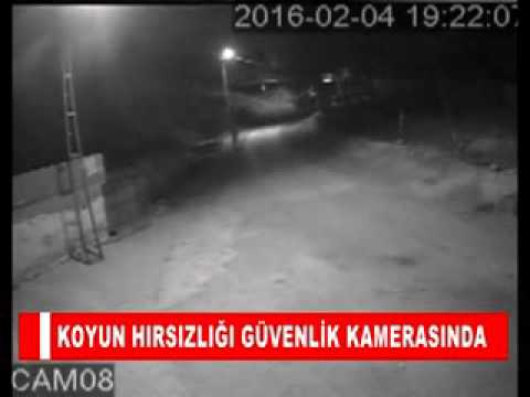 Koyun hirsizliği güvenlik kamerasinda