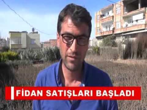 Fidan satişlari başladi