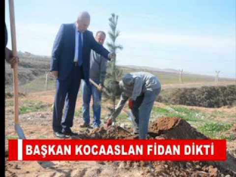 Başkan kocaaslan fidan dikti