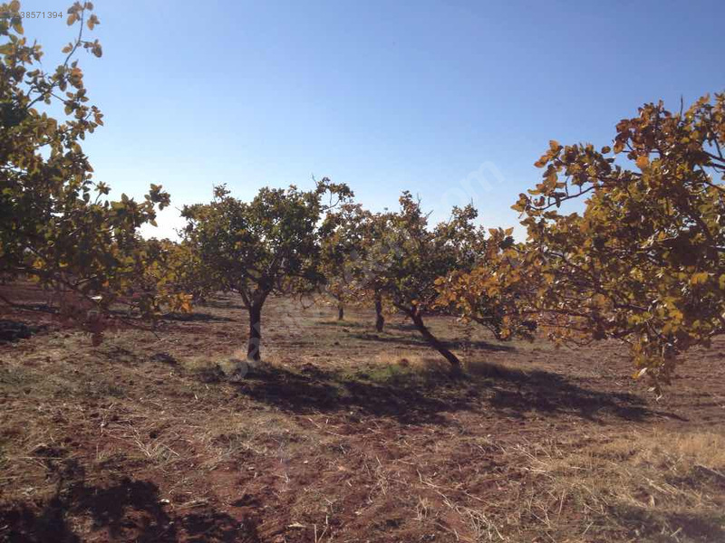 Yatirim gayrimenkuldan nizip adliyesine 1km 875 m2 fistiklik