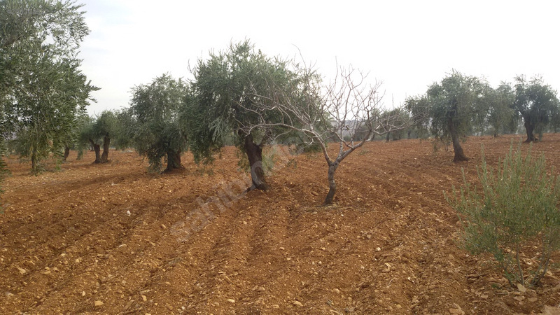 Kocatepe mükemmel zeytin bahçesi
