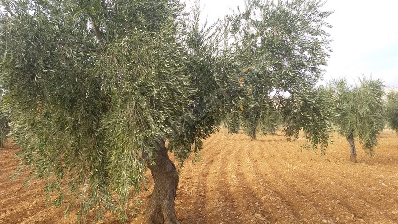 Kocatepe mükemmel zeytin bahçesi