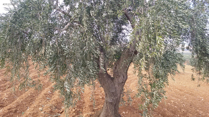 Kocatepe mükemmel zeytin bahçesi