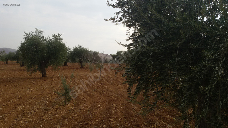 Kocatepe mükemmel zeytin bahçesi