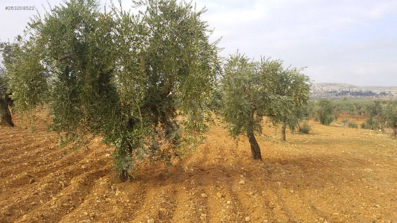 Kocatepe mükemmel zeytin bahçesi