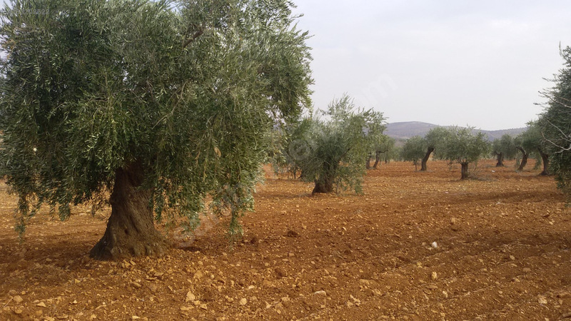 Kocatepe mükemmel zeytin bahçesi