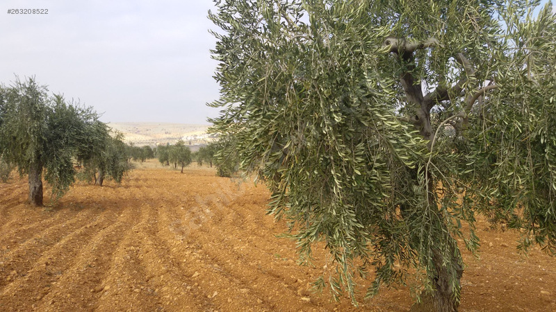 Kocatepe mükemmel zeytin bahçesi