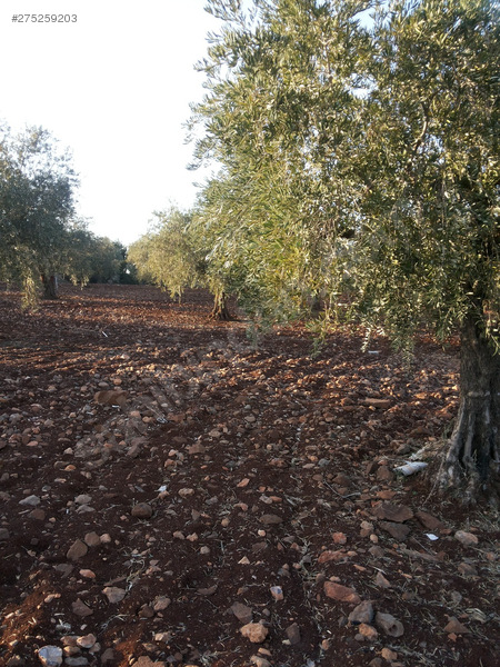 özyurt köyünün incisi karabağda fıstıklık