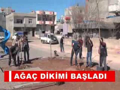 Ağaç dikimi başladi