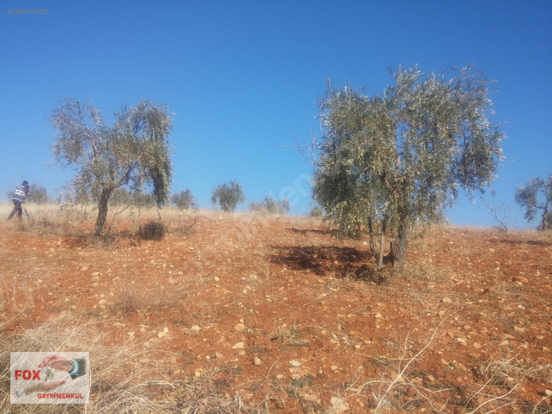 Fox emlak'tan kocatepe'de satilik zeytinlik 2000 m2