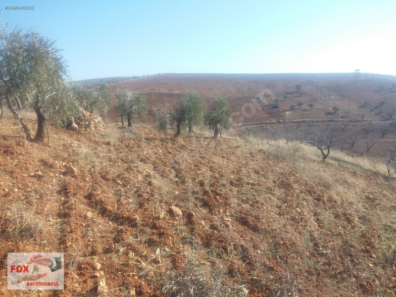 Fox emlak'tan kocatepe'de satilik zeytinlik 2000 m2