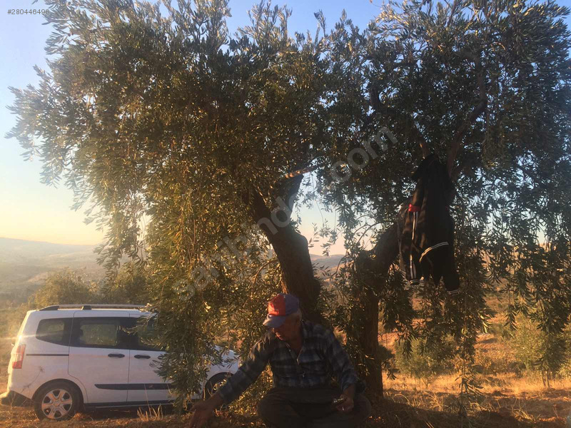 Çanakçı köyünde satılık fıstıklık ve zeytinlik