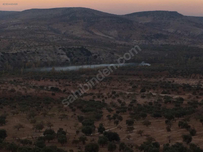 Çanakçı köyünde satılık fıstıklık ve zeytinlik
