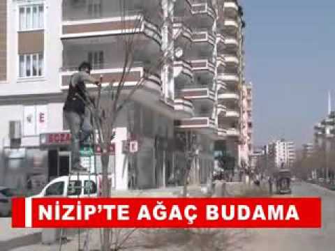 Nizip’te ağaç budama