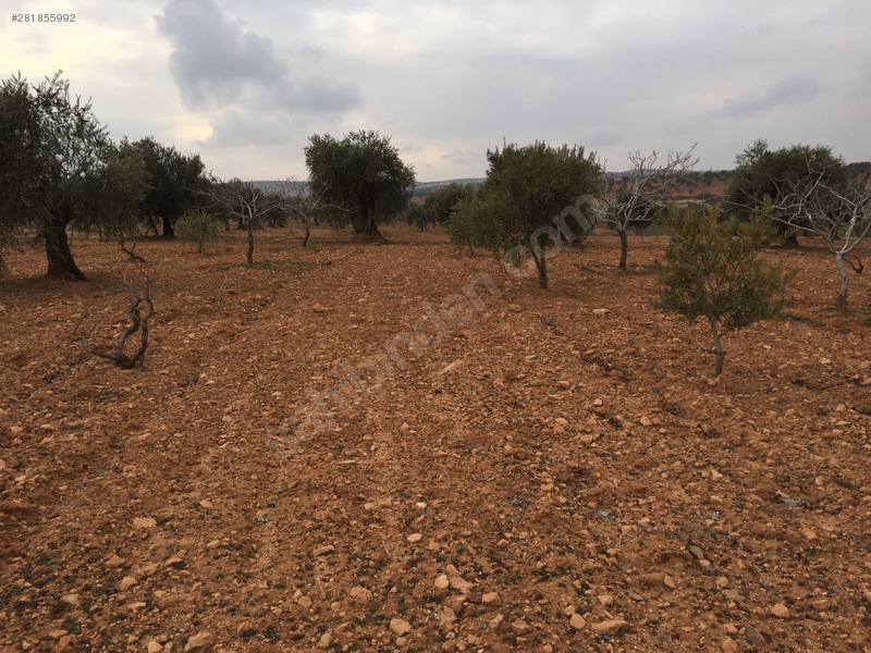 fıstık+zeytin+incir+bağ+vs.hepsi birarada-acil satılık