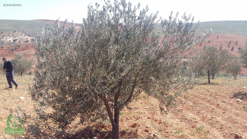 çağrı gayrimenkuldan satılık nizip sekilide zeytinlik 15.000m2