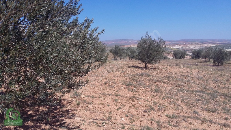çağrı gayrimenkuldan satılık nizip sekilide zeytinlik 15.000m2