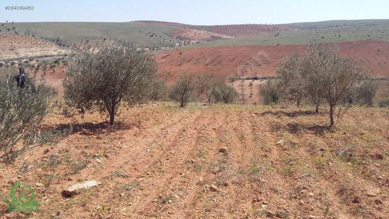 çağrı gayrimenkuldan satılık nizip sekilide zeytinlik 15.000m2
