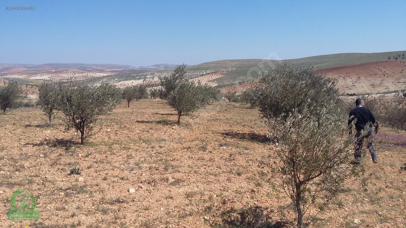 çağrı gayrimenkuldan satılık nizip sekilide zeytinlik 15.000m2
