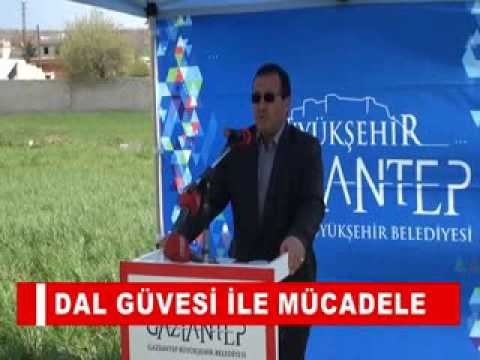 Dal güvesi ile mücadele