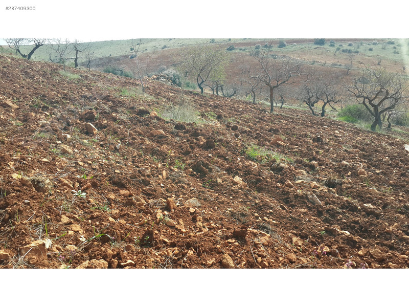 Sahibinden Satılık Fıstıklık
