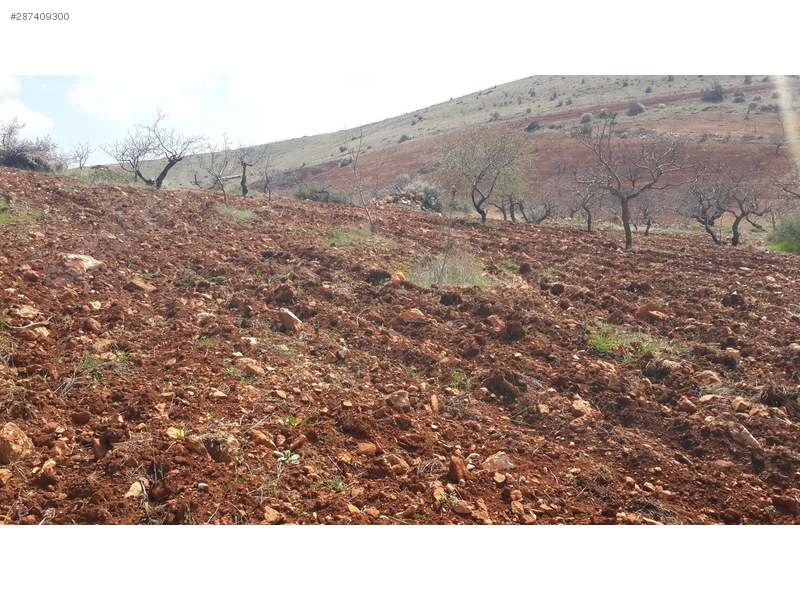 Sahibinden Satılık Fıstıklık