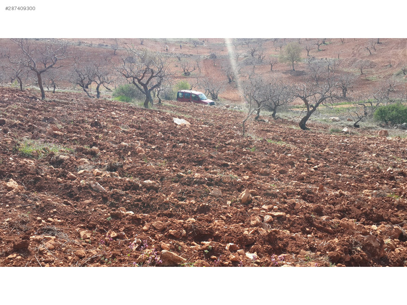 Sahibinden Satılık Fıstıklık
