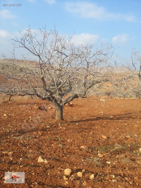 HAKSAL GAYRİMENKUL'DEN NİZİP KOCATEPE'DE 2.950m2 FISTIKLIK